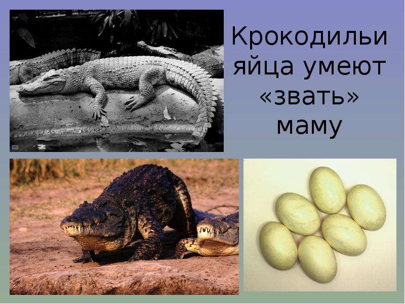 Крокодильи яйца умеют звать