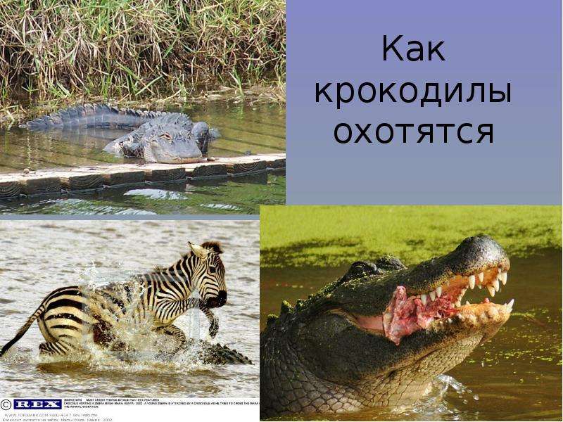 Как крокодилы охотятся