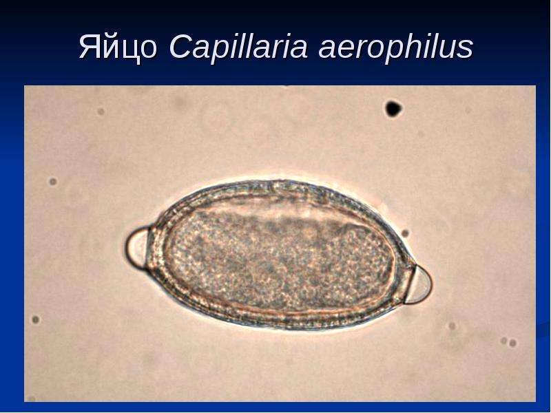Яйцо Сapillaria aerophilus
