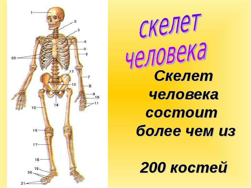 Скелет человека состоит более