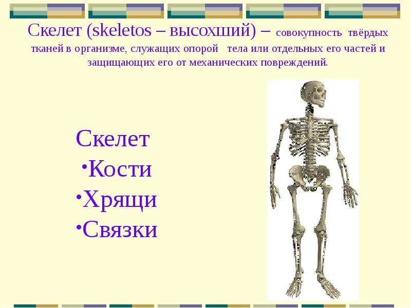 Скелет skeletos высохший