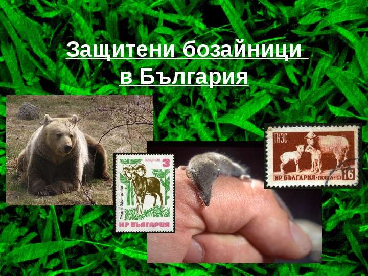 Презентация Защитени бозайници в България