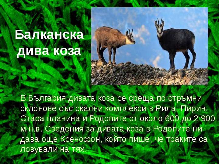 Балканскадива коза В България