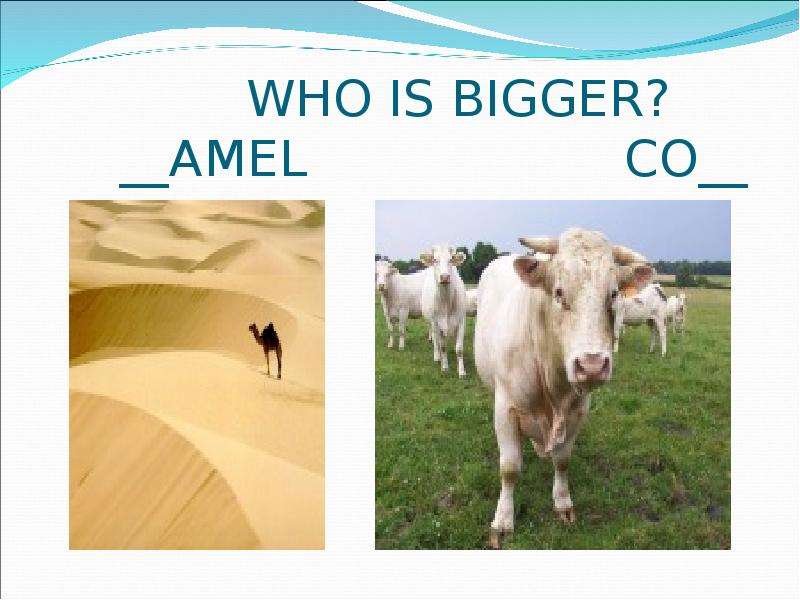 WHO IS BIGGER? AMEL CO