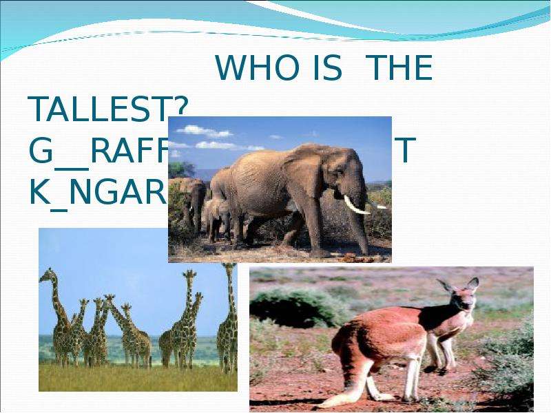 WHO IS THE TALLEST? G RAFFE
