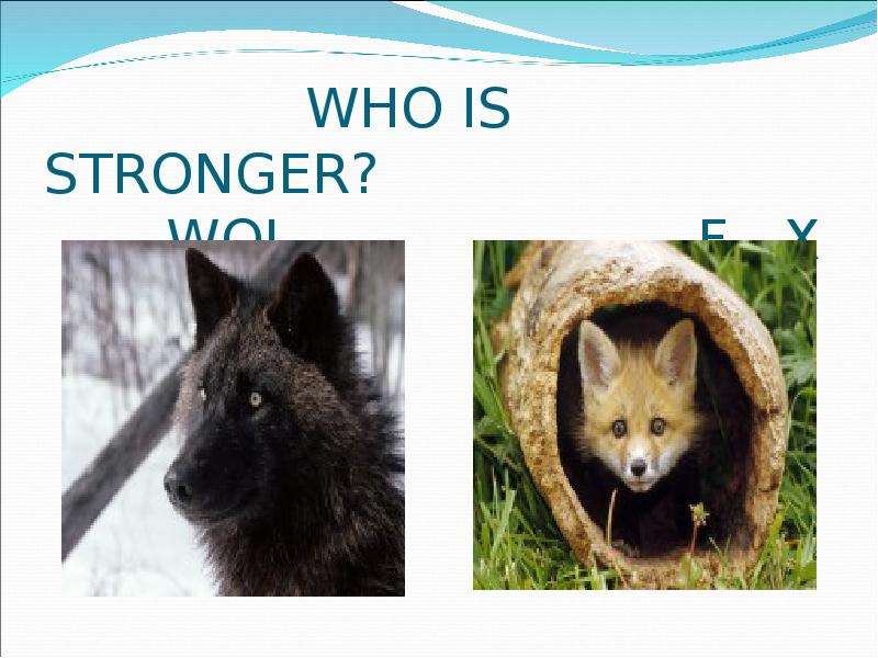 WHO IS STRONGER? WOL F X