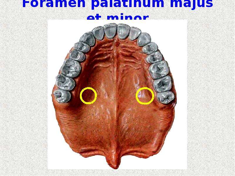 Foramen palatinum majus et