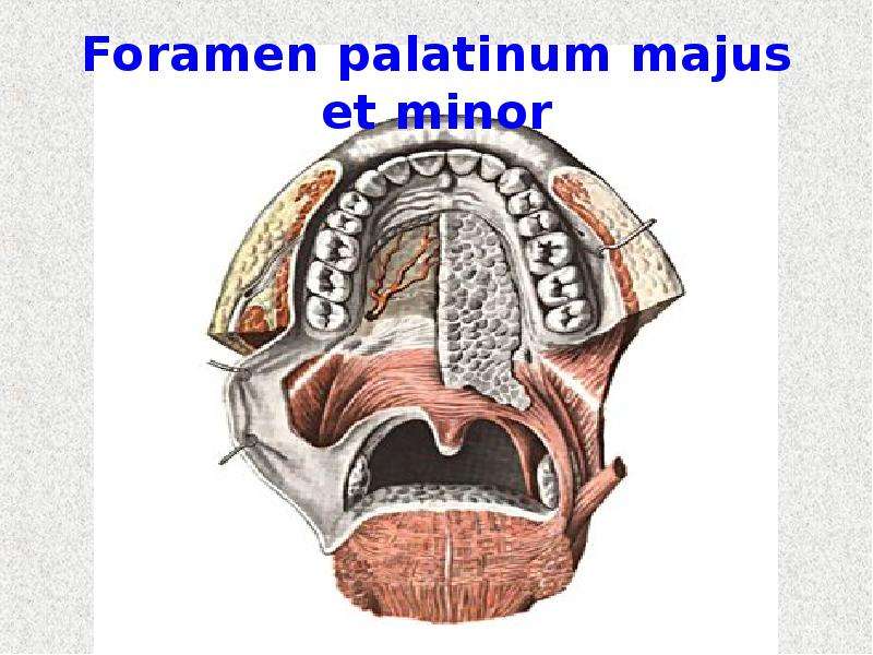 Foramen palatinum majus et