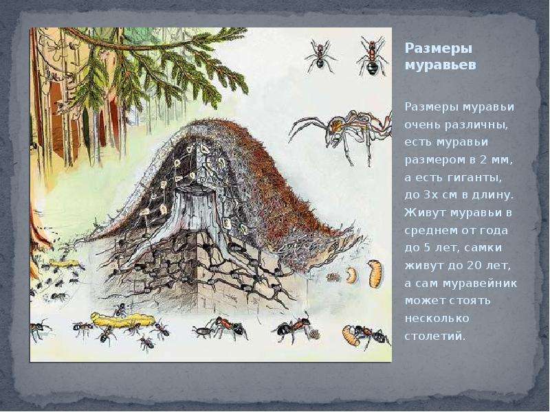 Размеры муравьев Размеры