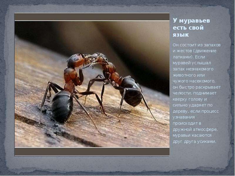У муравьев есть свой язык Он