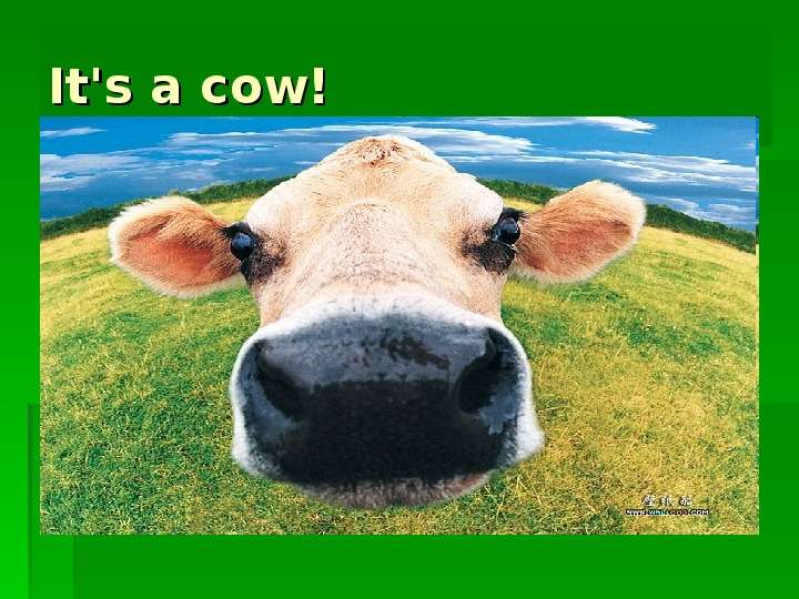 It s a cow!