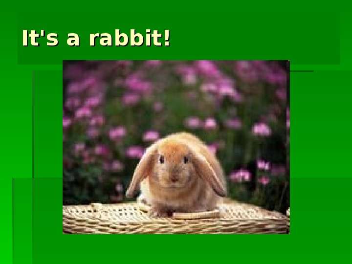 It s a rabbit!