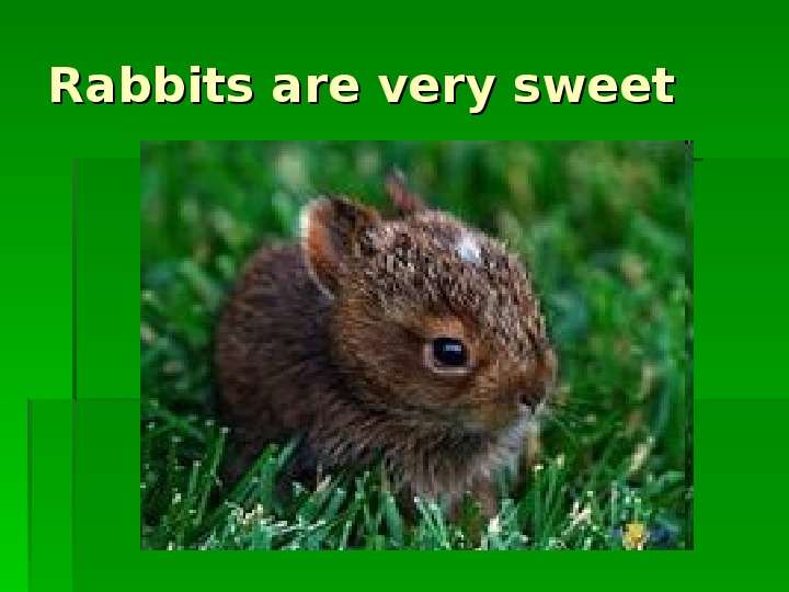 Rabbits are very sweet