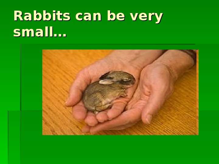 Rabbits can be very small