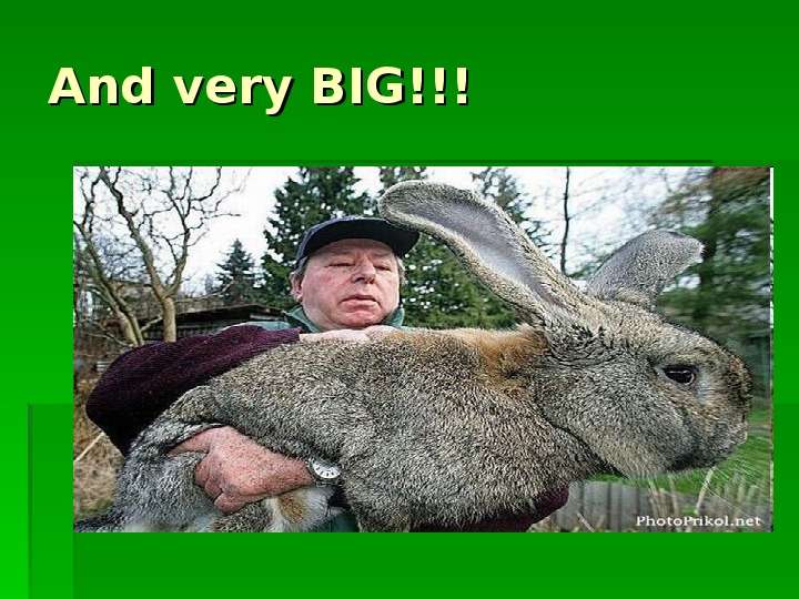 And very BIG!!!