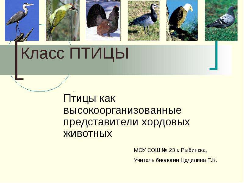 Презентация Класс ПТИЦЫ Птицы как высокоорганизованные представители хордовых животных