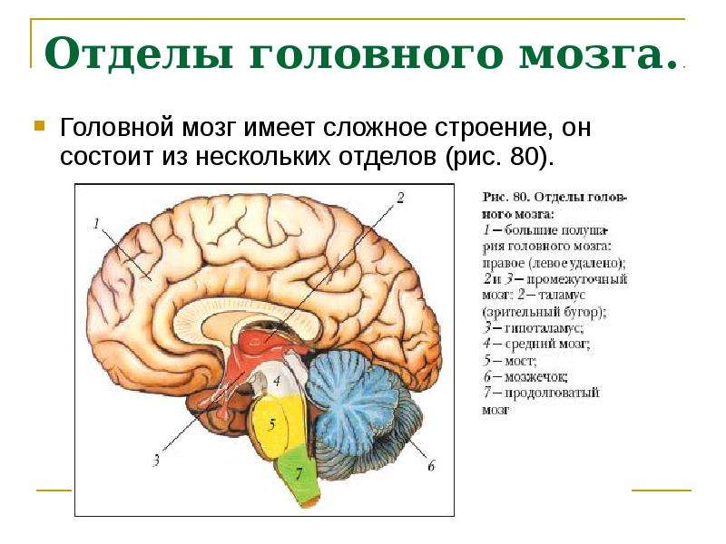 Отделы головного мозга.