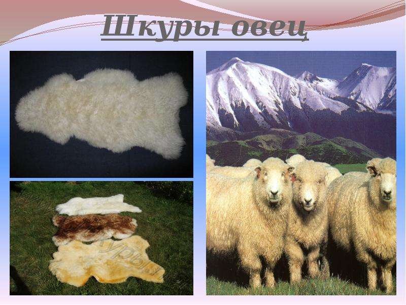 Шкуры овец