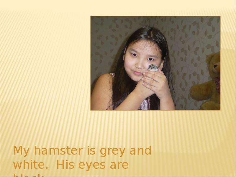 My hamster is grey and white.