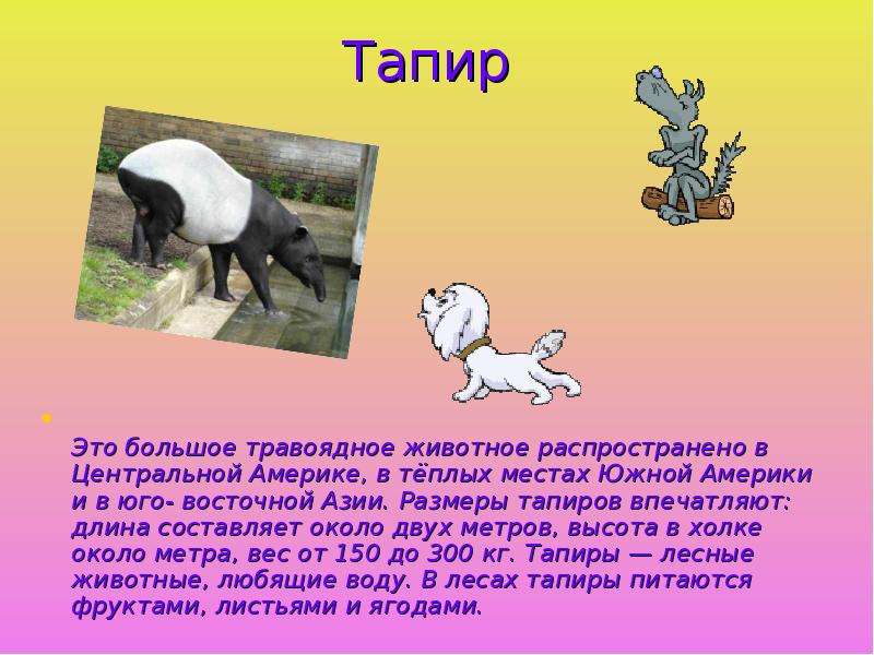 Тапир Это большое травоядное