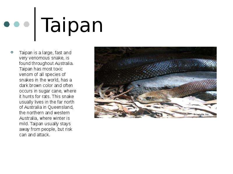 Taipan Taipan is a large,