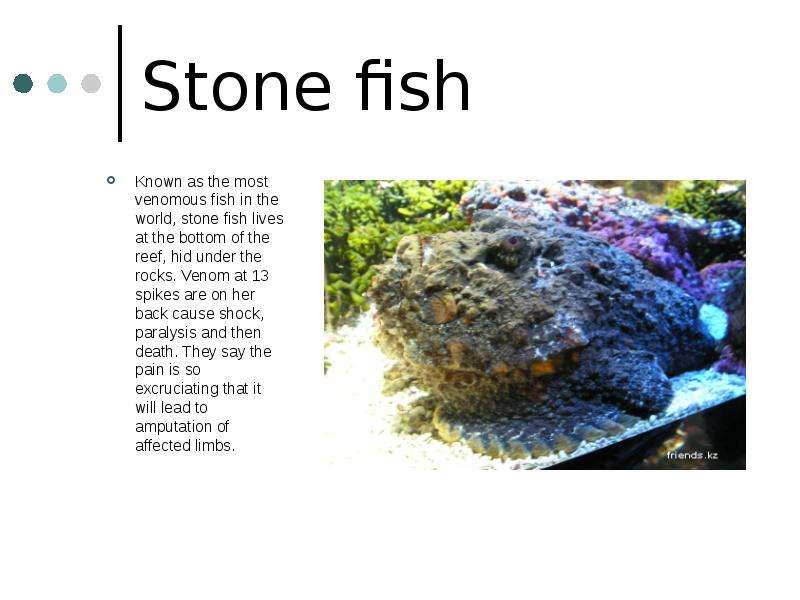 Stone fish Known as the most