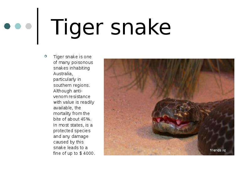 Tiger snake Tiger snake is