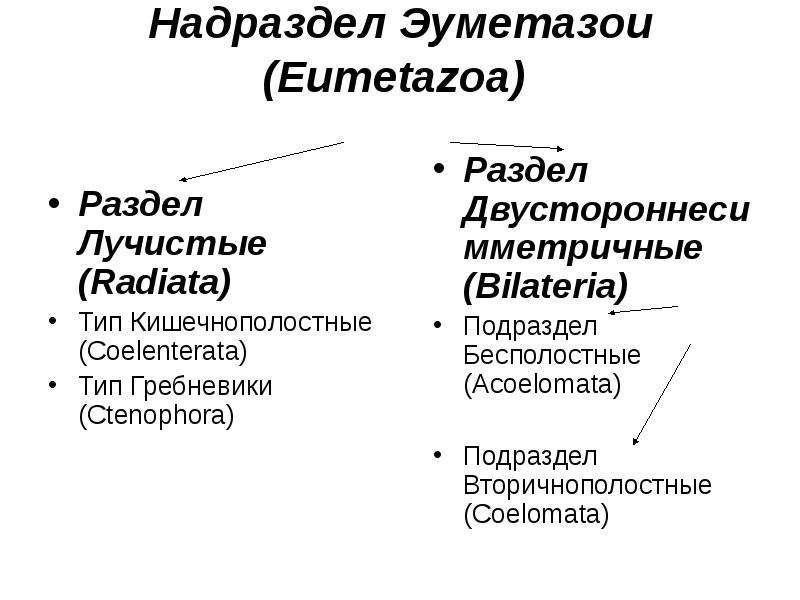 Надраздел Эуметазои Eumetazoa