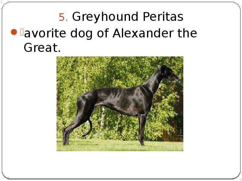 Greyhound Peritas Greyhound