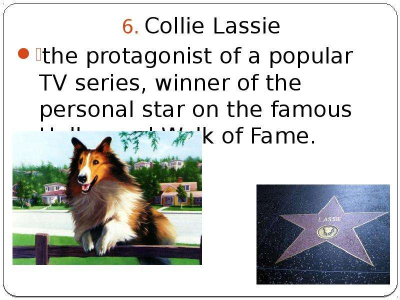 Collie Lassie Collie Lassie