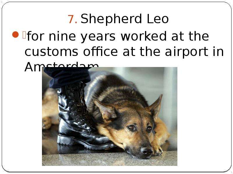 Shepherd Leo Shepherd Leo for