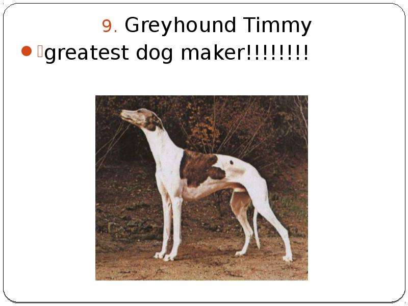 Greyhound Timmy Greyhound