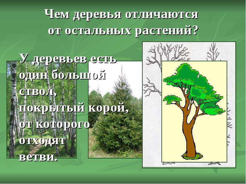 Чем деревья отличаются от