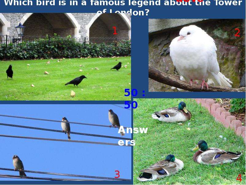 Which bird is in a famous