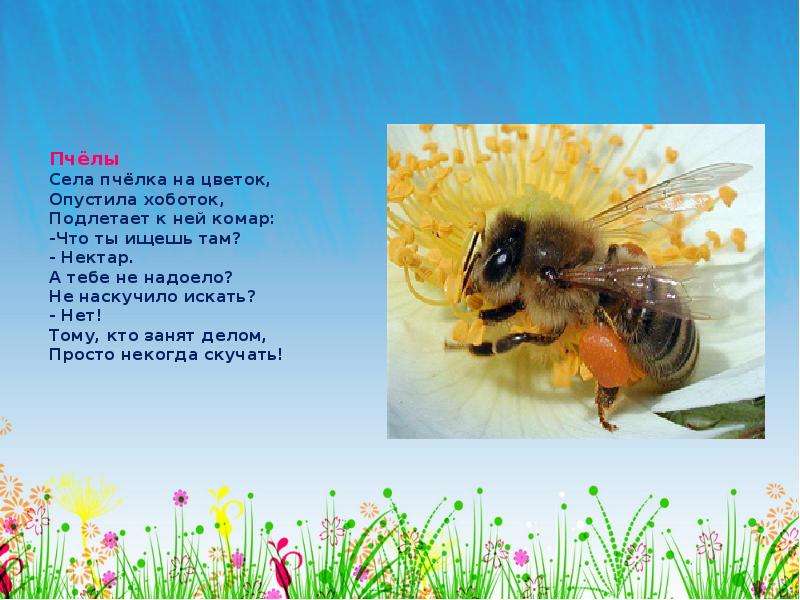 Пчёлы Села пчёлка на цветок,