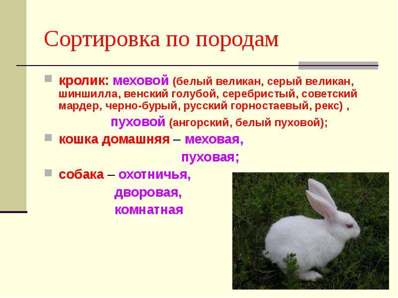 Сортировка по породам кролик