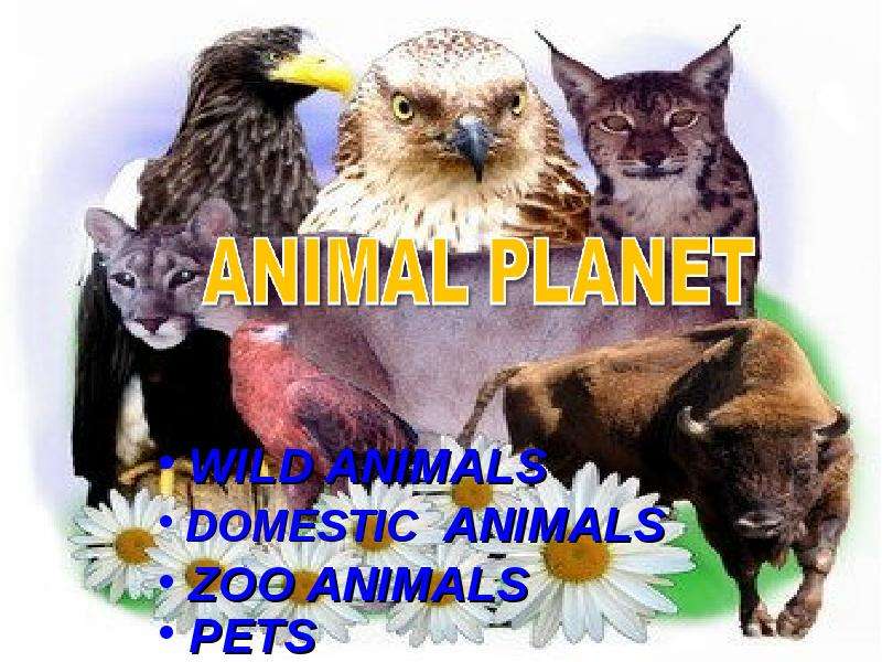 Презентация WILD ANIMALS DOMESTIC ANIMALS ZOO ANIMALS PETS