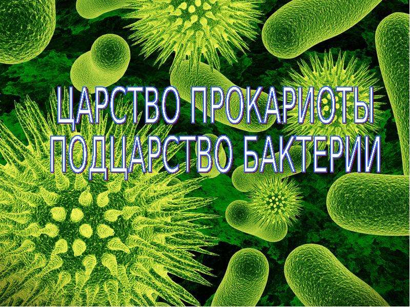 Презентация На тему "Царство прокариоты, подцарство бактерии" - скачать презентации по Биологии
