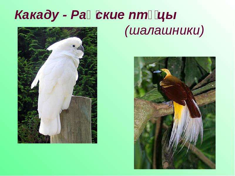 Какаду - Райские птицы