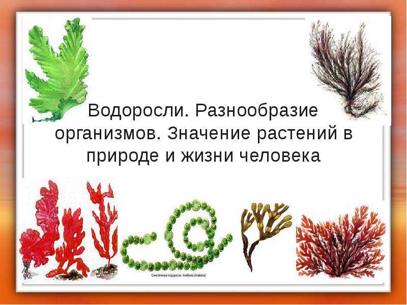 Презентация Водоросли. Разнообразие организмов. Значение растений в природе и жизни человека