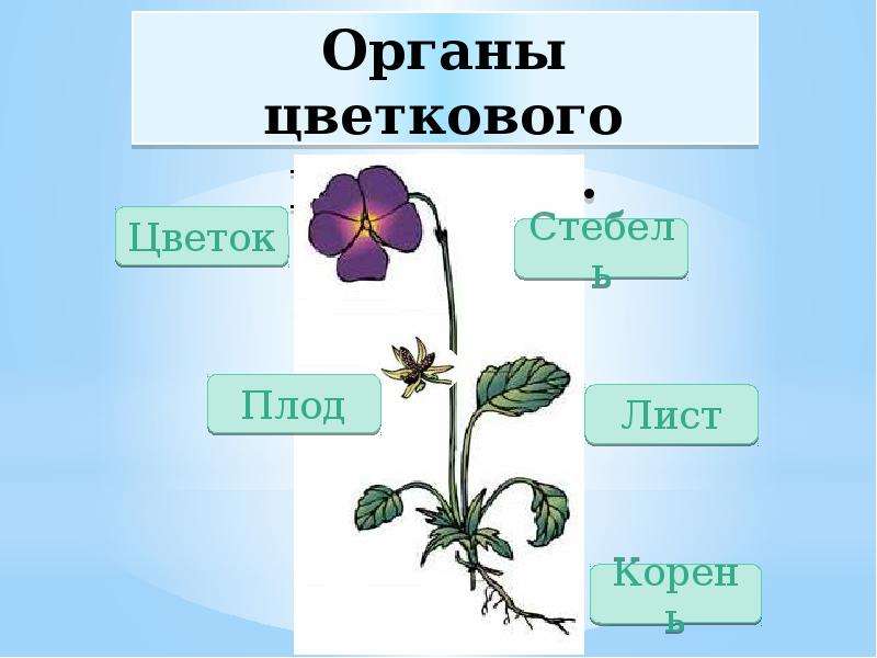 Органы цветкового растения.