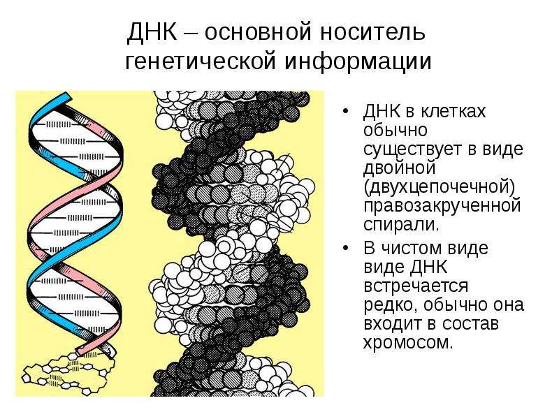 ДНК основной носитель