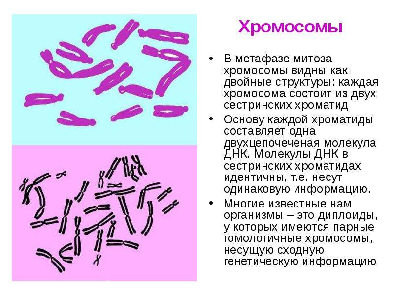 Хромосомы В метафазе митоза