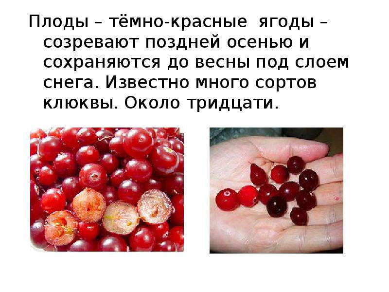 Плоды тёмно-красные ягоды