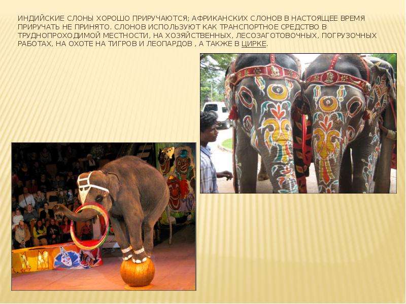 Индийские слоны хорошо