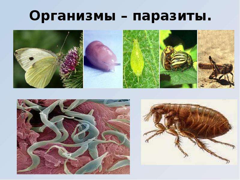 Организмы паразиты.