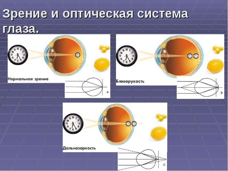 Зрение и оптическая система