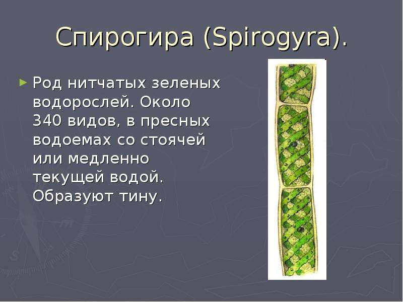 Спирогира Spirogyra . Род