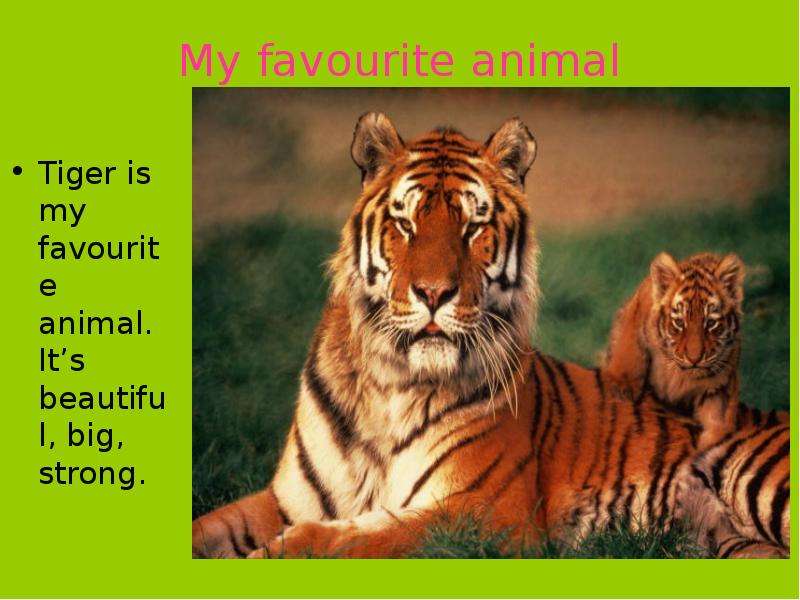 My favourite animal Tiger is