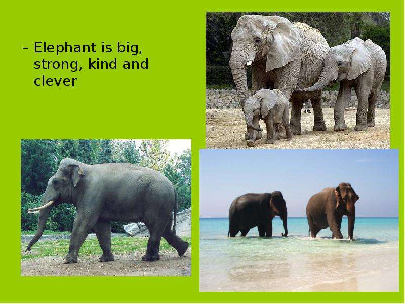 Elephant is big, strong, kind